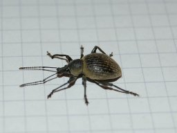 Dickmaulruessler Kaefer